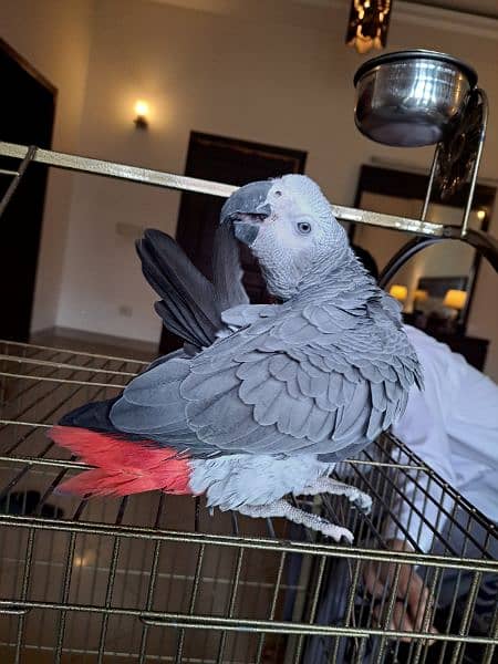 red factor African grey congo grey parrot african grey 1