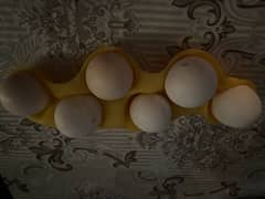 Aseel Heera Lakha Jawa Mushka eggs 0