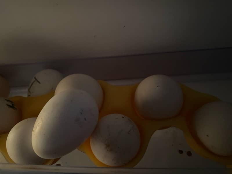 Aseel Heera Lakha Jawa Mushka eggs 2