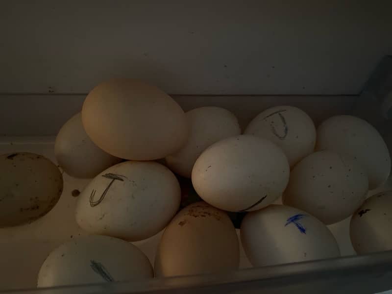 Aseel Heera Lakha Jawa Mushka eggs 3