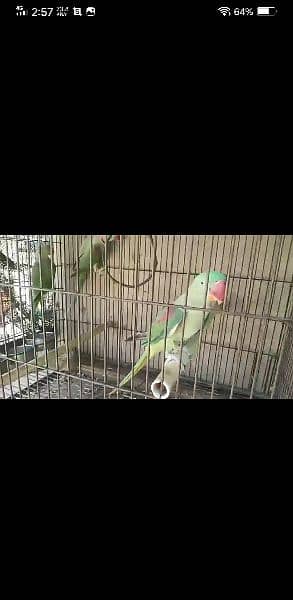 raw parrot pair with one child 0