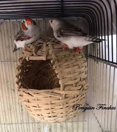 Penguin Finches for Sell Male & Female both available