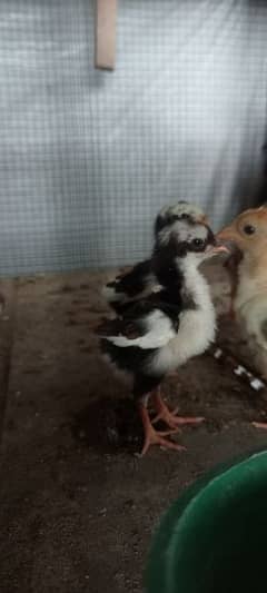 Aseel Hens And Aseel Chicks Birds Vaccinated