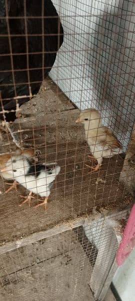Aseel Hens And Aseel Chicks Birds 2