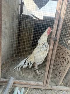 aseel bird for sale pure quality