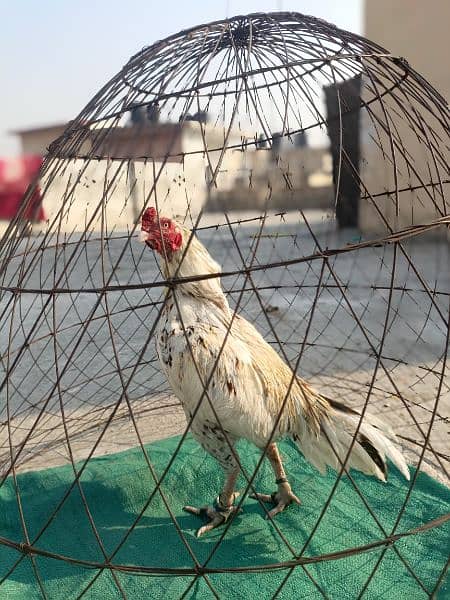 aseel bird for sale pure quality 2