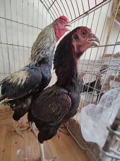 Aseel trio and pathy for sale quality bird