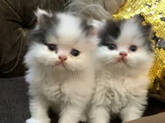 Persian Cat | Peke Face | Persian Kittens For Sale 0