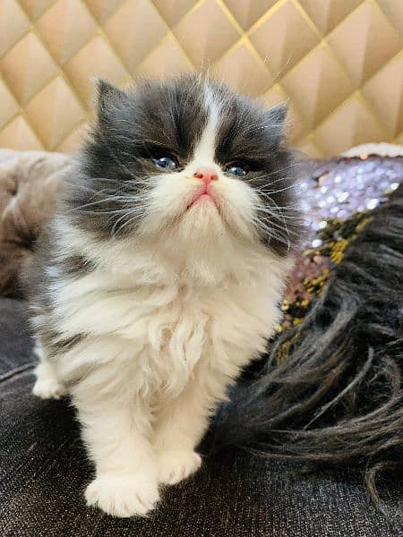 Persian Cat | Peke Face | Persian Kittens For Sale 4