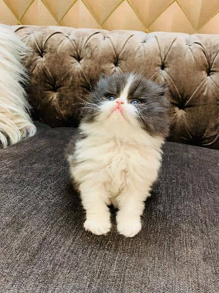 Persian Cat | Peke Face | Persian Kittens For Sale 5