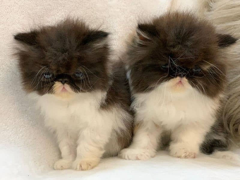 Persian Cat | Peke Face | Persian Kittens For Sale 6
