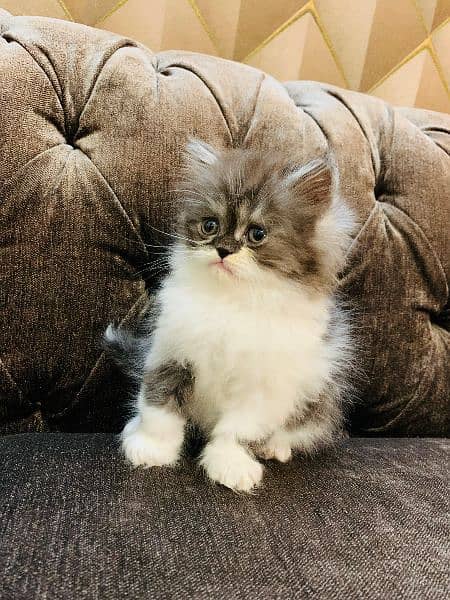 Persian Cat | Peke Face | Persian Kittens For Sale 7