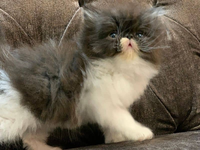 Persian Cat | Peke Face | Persian Kittens For Sale 8