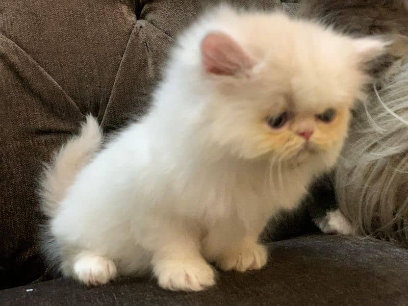 Persian Cat | Peke Face | Persian Kittens For Sale 9