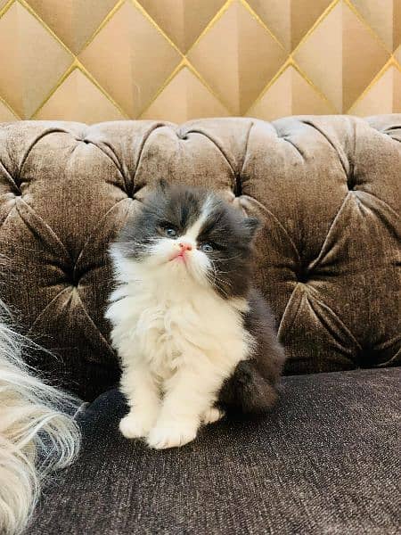 Persian Cat | Peke Face | Persian Kittens For Sale 10