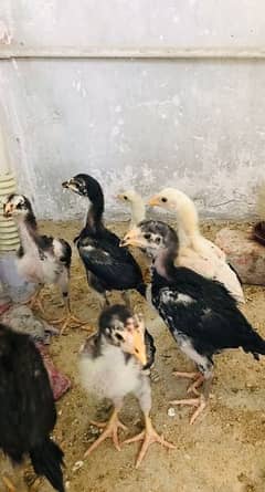 Aseel chicks thigh+veitnam cross home breed