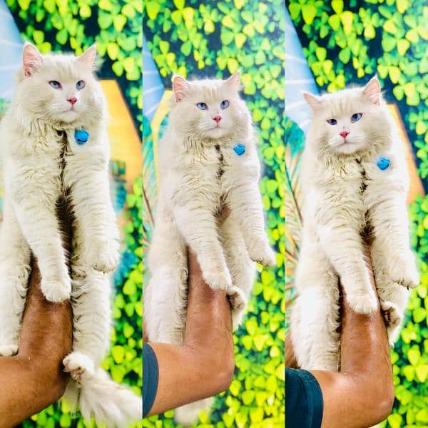 Persian hamalian british punch face piki face cat's and kitten's 7