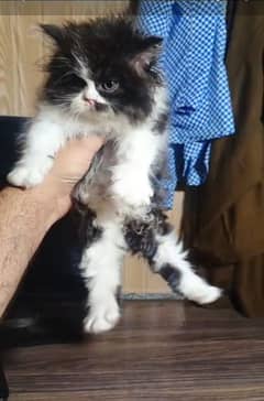 Pure Parsian Quality Kitten