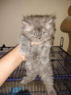 Persian kitten grey colour triple coat grey eyes