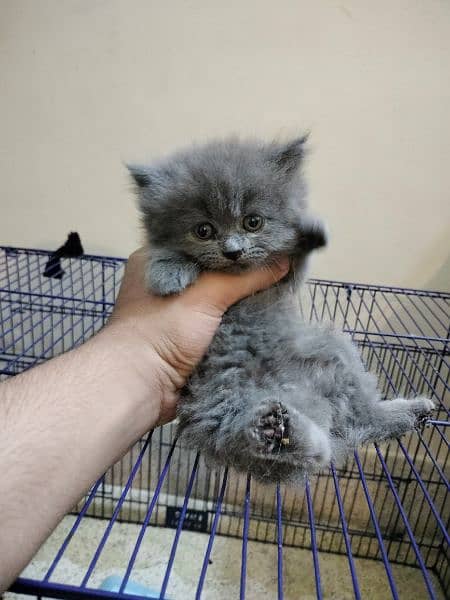 Persian kitten grey colour triple coat grey eyes 1
