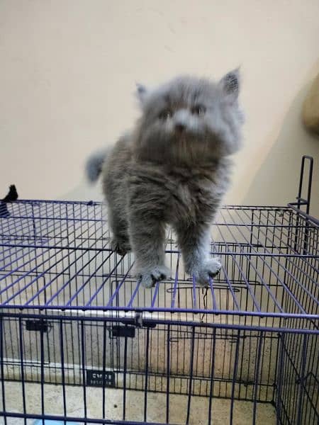 Persian kitten grey colour triple coat grey eyes 2