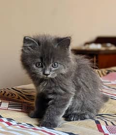 Persian Kitten's For Sale