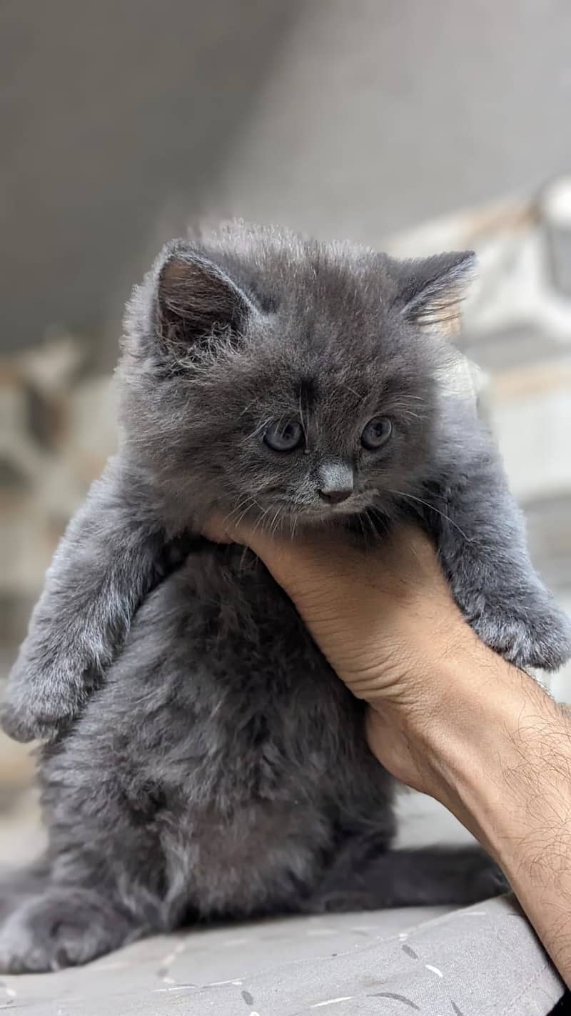 Persian Kitten's For Sale 2