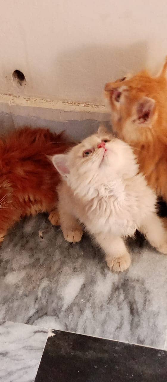 Persian Kitten's For Sale 3