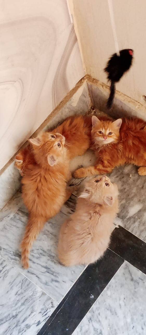 Persian Kitten's For Sale 4