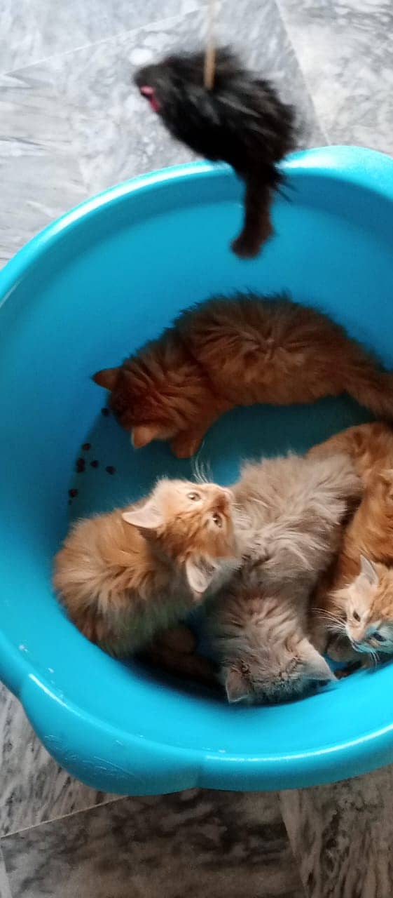 Persian Kitten's For Sale 5