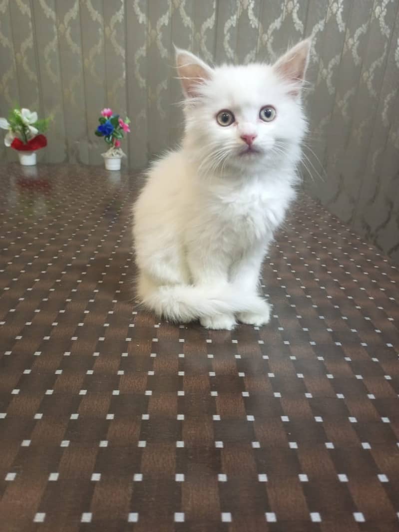 Persian Kitten's For Sale 6