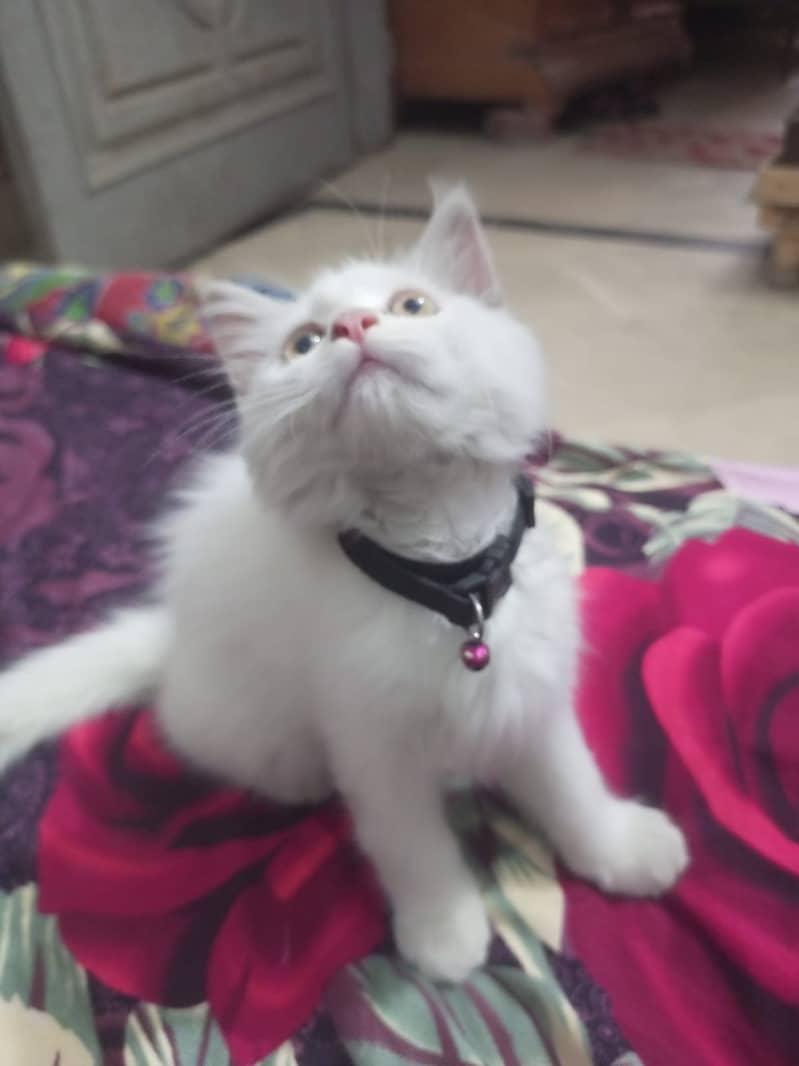 Persian Kitten's For Sale 8