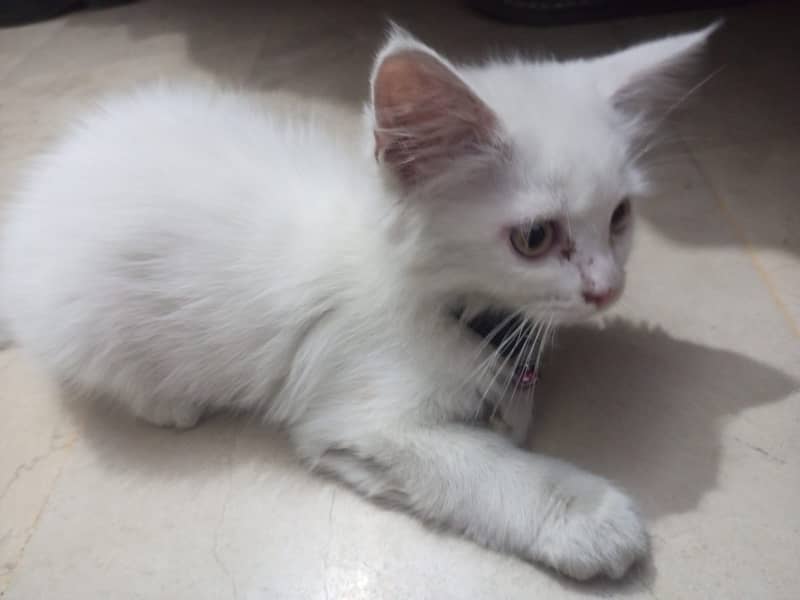 Persian Kitten's For Sale 9