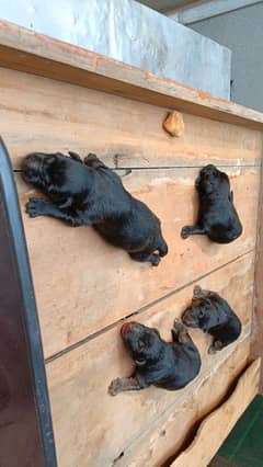 Pure breed German shaperd puppies available 0