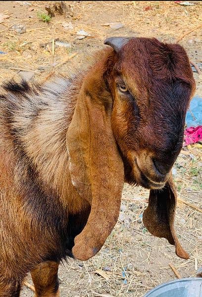 2 Doonda Brown Healthy long height Bakra for urgent sale in jhelum 2