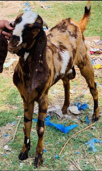 2 Doonda Brown Healthy long height Bakra for urgent sale in jhelum 4