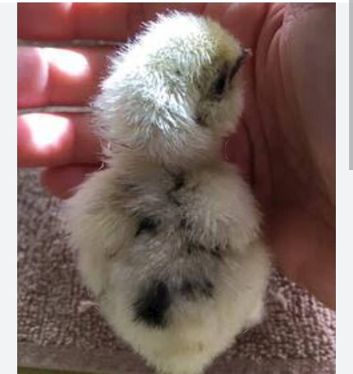 Silkie Chicks 0