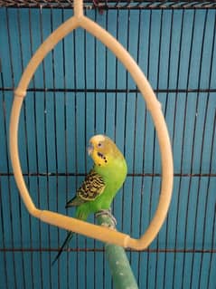 Australian and lutino parrots