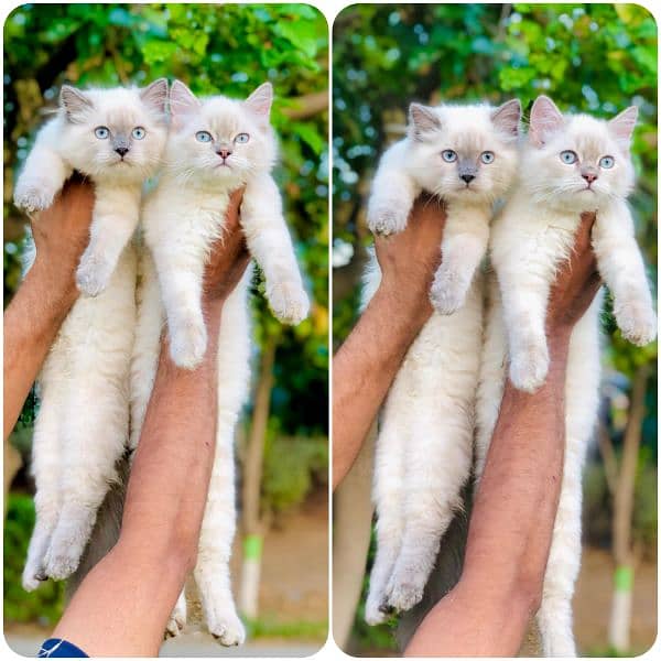 Persian hamalian british punch face piki face cat's and kitten's 6