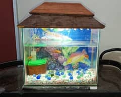Fish Aquarium