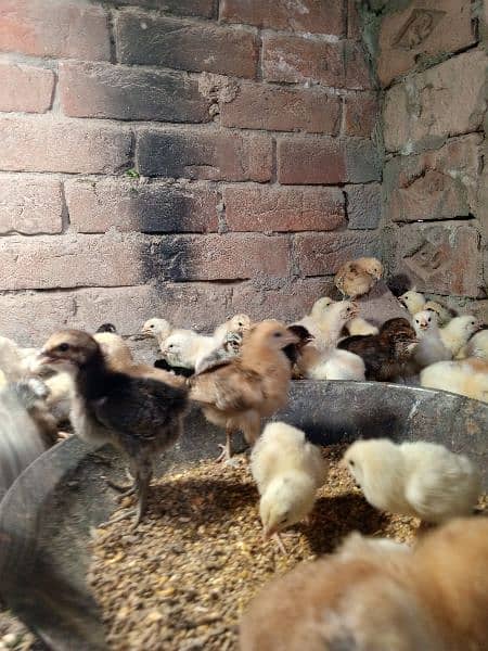 Golden Misri chicks and 3 month Phatti 4