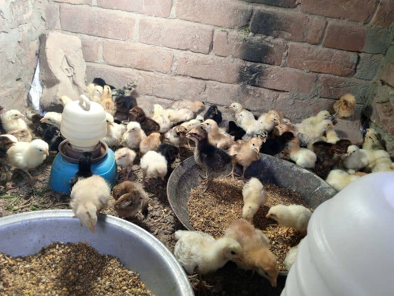 Golden Misri chicks and 3 month Phatti 5