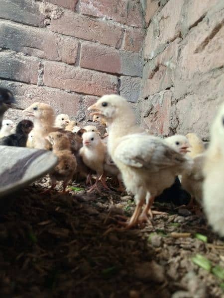 Golden Misri chicks and 3 month Phatti 8