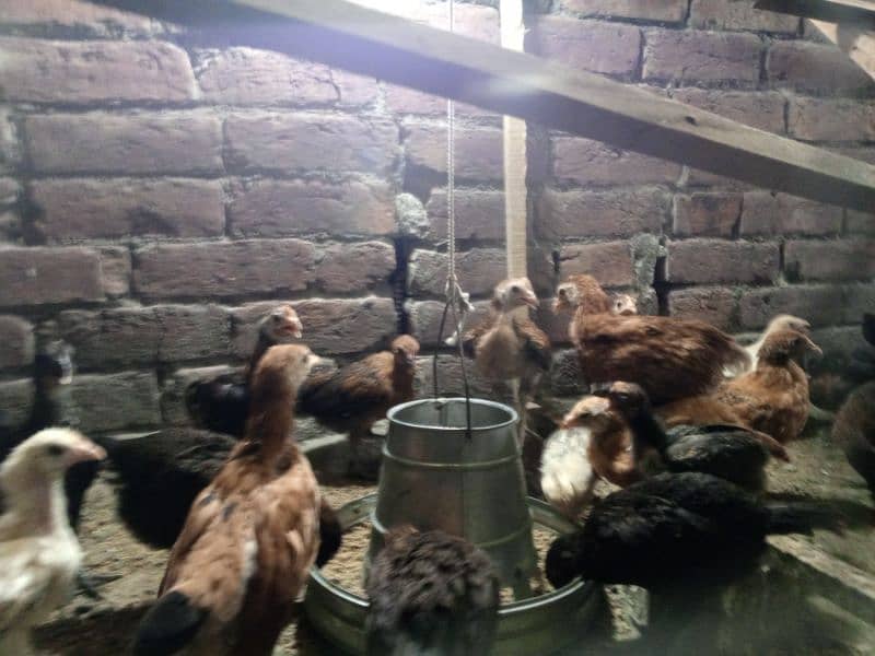 Golden Misri chicks and 3 month Phatti 9