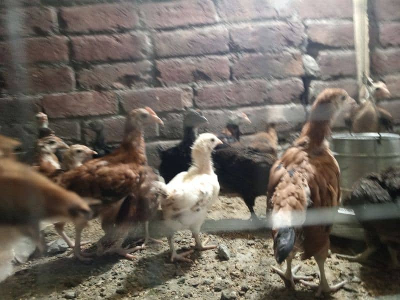 Golden Misri chicks and 3 month Phatti 10