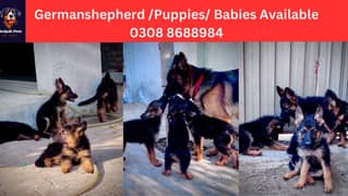 German shepherd /Puppies For sale / Babies Available 0308 8688984