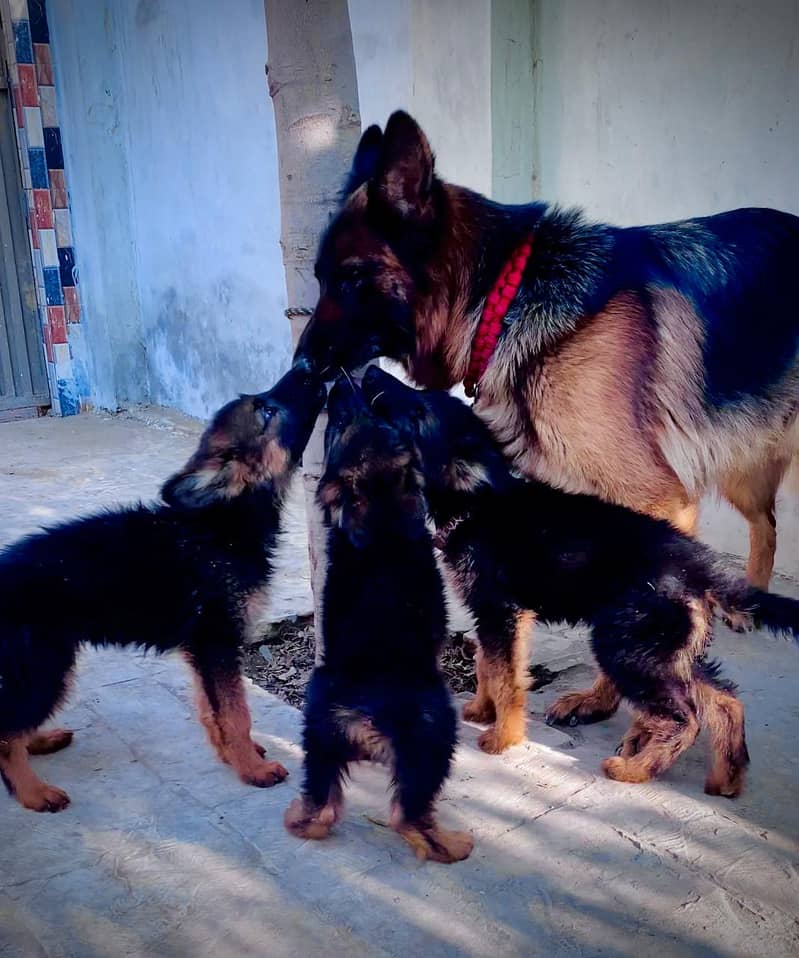 German shepherd dog Puppy For sale / German Shepherd sale 0308 8688984 2