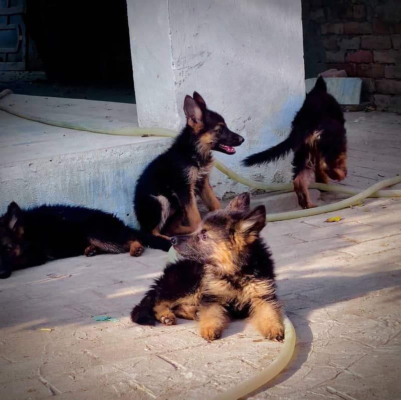 German shepherd dog Puppy For sale / German Shepherd sale 0308 8688984 3