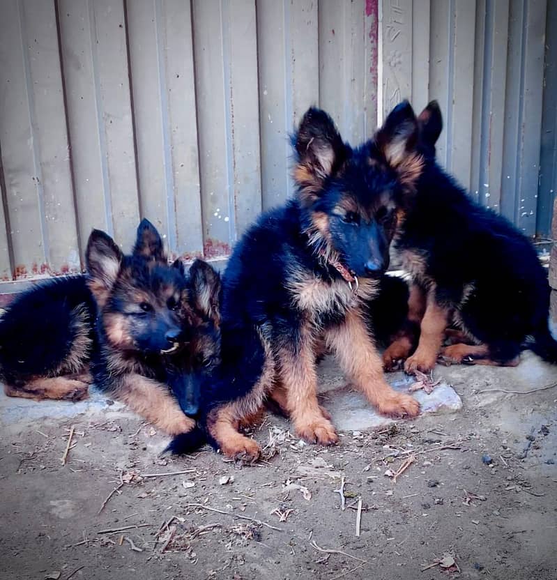 German shepherd dog Puppy For sale / German Shepherd sale 0308 8688984 5