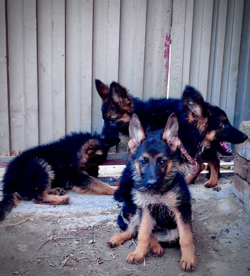 German shepherd dog Puppy For sale / German Shepherd sale 0308 8688984 10